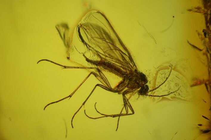 Fossil Fly (Diptera) In Baltic Amber #139034